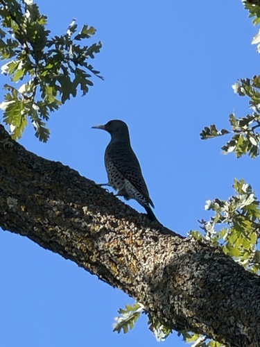 Northern Flicker
