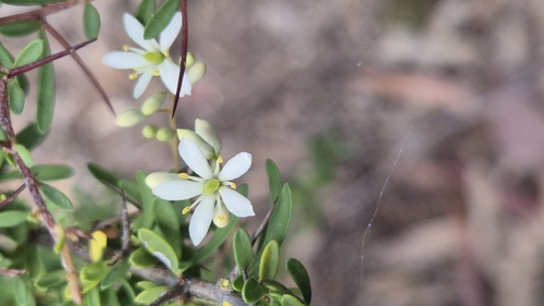 Bursaria spinosa observed 2026-10-26