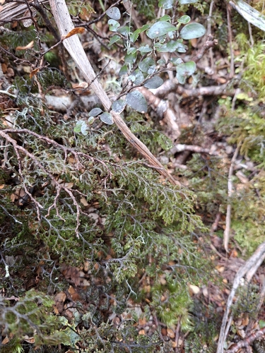 Hymenophyllum villosum observed 2026-10-24