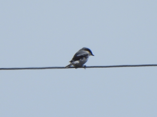 Loggerhead Shrike