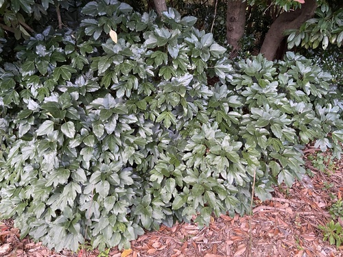 Dendropanax observed 2026-10-16