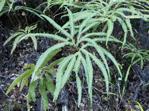 Sticherus cunninghamii observed 2026-10-25