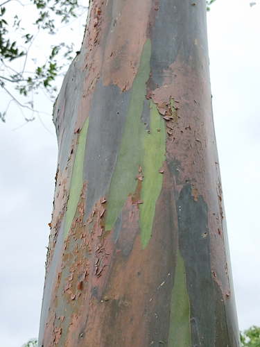 Eucalyptus deglupta observed 2026-10-26