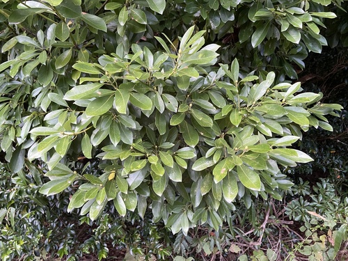 Machilus thunbergii observed 2026-10-16