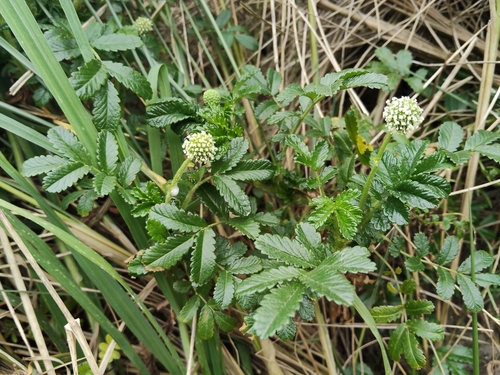 Acaena novae-zelandiae observed 2026-10-26