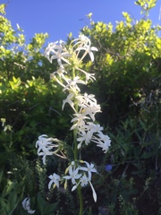 Ipomopsis aggregata candida