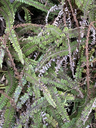 Cranfillia fluviatilis observed 2026-10-26
