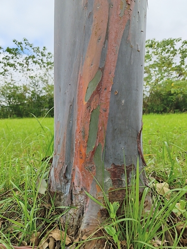 Eucalyptus deglupta observed 2026-10-26