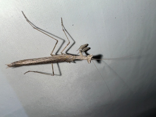Pacific Ground Mantis