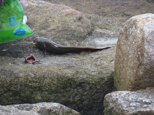 Plotosus observed 2026-10-25