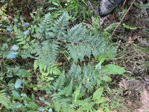 Rumohra adiantiformis observed 2026-10-26