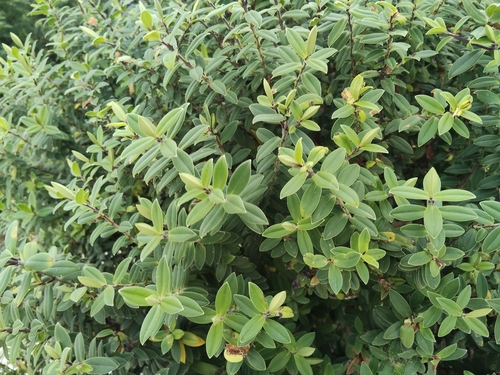 Veronica elliptica observed 2026-10-26