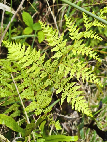 Paesia scaberula observed 2026-10-26
