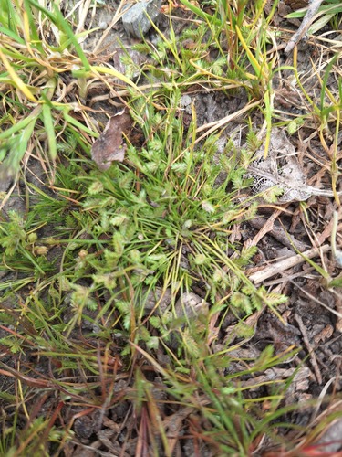 Isolepis levynsiana observed 2026-10-24