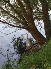Ardea cinerea