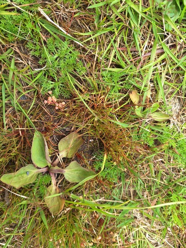 Juncus bufonius observed 2026-10-24