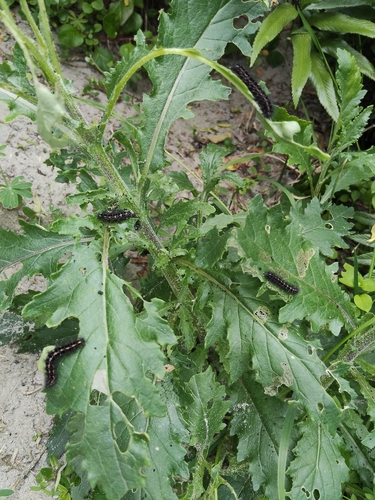 Senecio biserratus, 2026-10-26