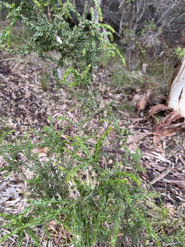 Acacia paradoxa observed 2026-10-26
