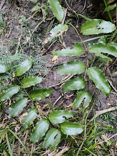 Ripogonum scandens observed 2026-10-26