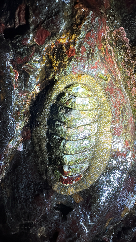 Mopalia lignosa observed 2026-10-25
