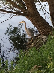 Ardea cinerea