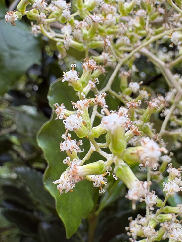 Brachyglottis repanda, 2026-10-26