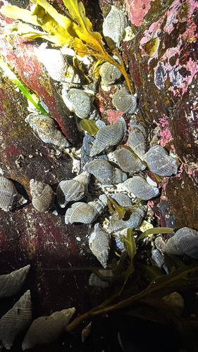 Searlesia observed 2026-10-25