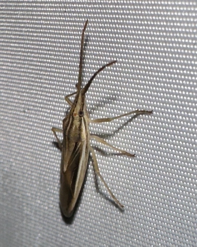 Mecidea prolixa