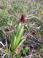 Orchis purpurea