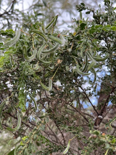 Acacia paradoxa observed 2026-10-26
