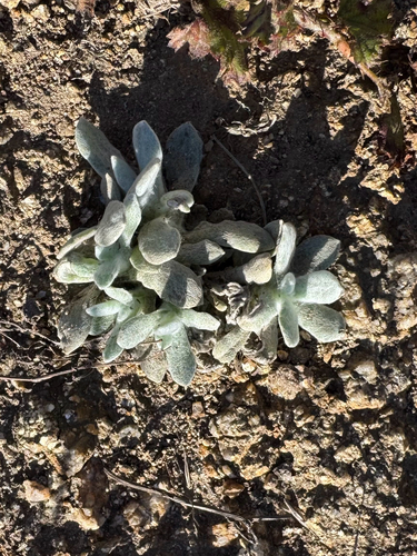 cottonbatting plant
