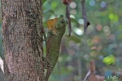 Lyriocephalus scutatus