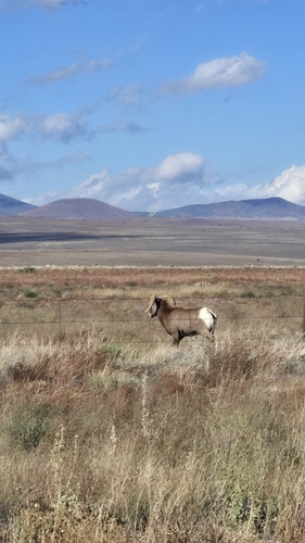 Bighorn Sheep