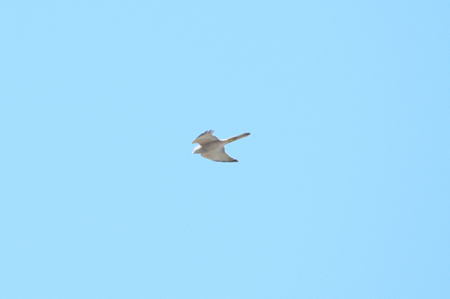 Accipiter fasciatus observed 2026-10-26