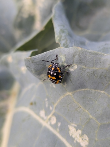 Harlequin Bug