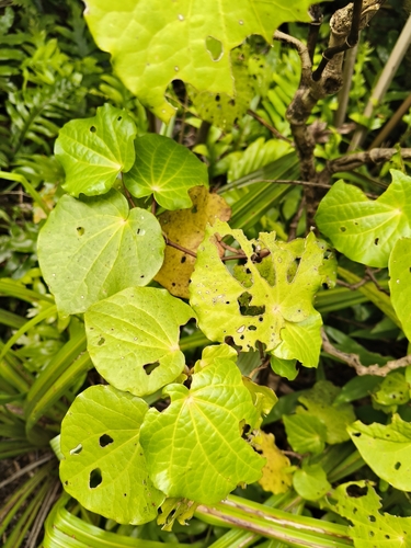 Macropiper excelsum observed 2026-10-26