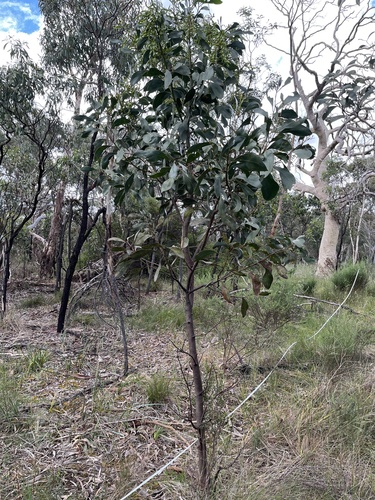 Acacia pycnantha observed 2026-10-26