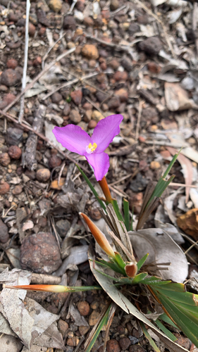 Patersonia observed 2026-10-26