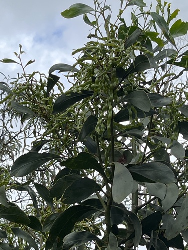 Acacia pycnantha observed 2026-10-26