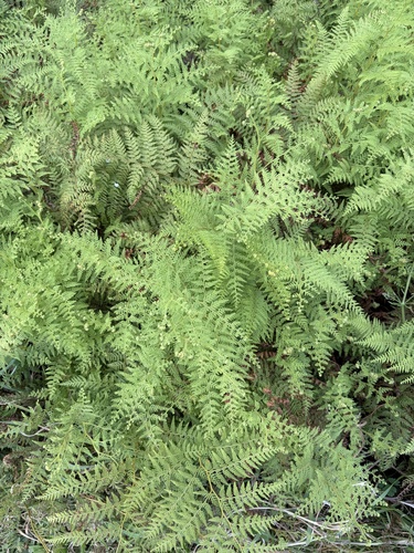 Paesia scaberula observed 2026-10-26