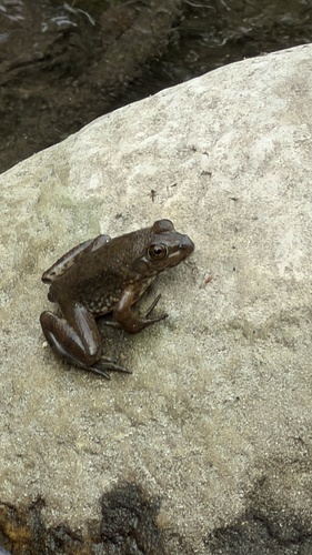 American Bullfrog