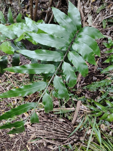Asplenium obtusatum observed 2026-10-26