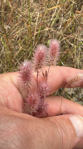 Trifolium arvense observed 2026-10-26