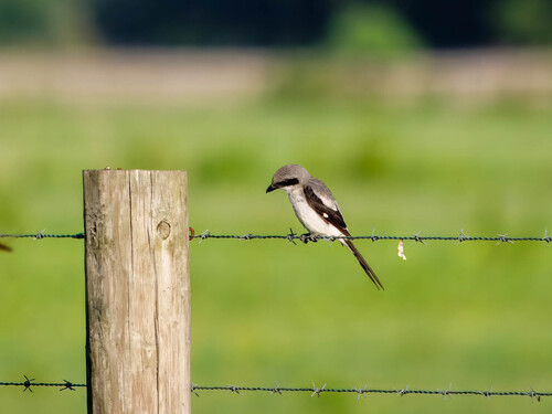Loggerhead Shrike