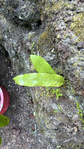 Phymatosorus observed 2026-10-26