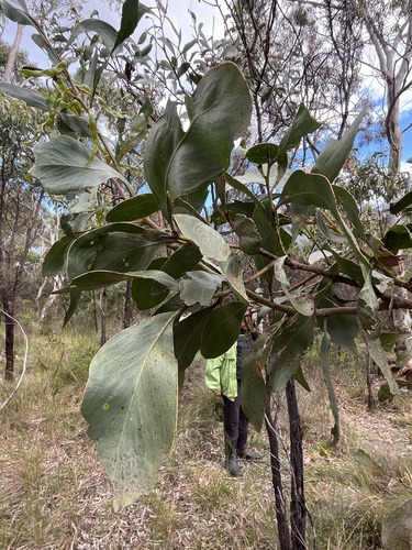 Acacia pycnantha observed 2026-10-26