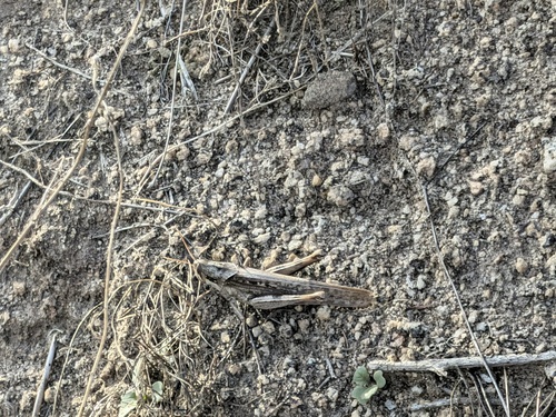 Gray Bird Grasshopper