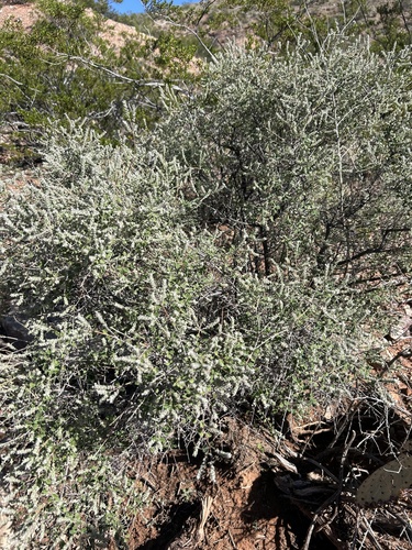 Wright's beebrush