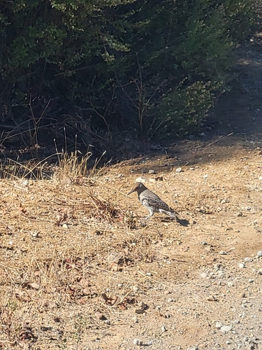 Northern Flicker