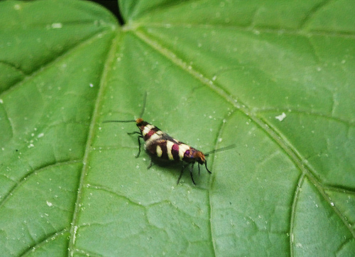 Yellow-barred Gold